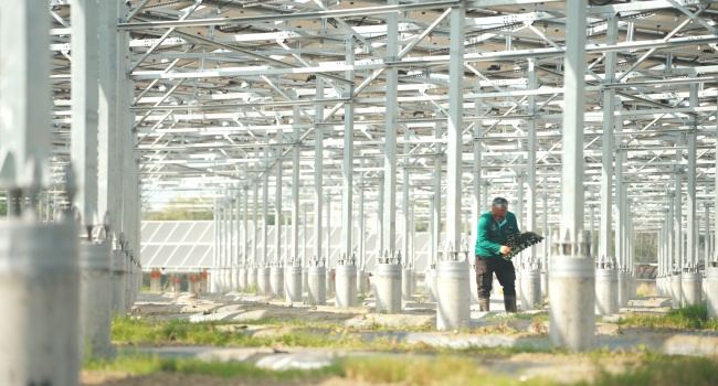 寶晶能源 嘉義大林 地面型農電共生 大林薯光計畫